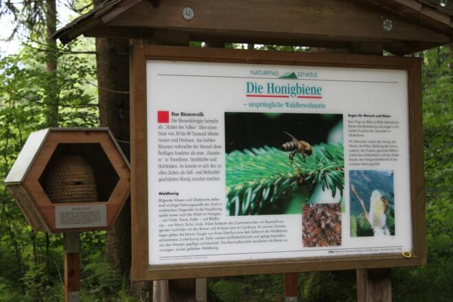 Infotafel zur Honigbiene auf dem Naturpfad Senkele nahe des Waldhauses