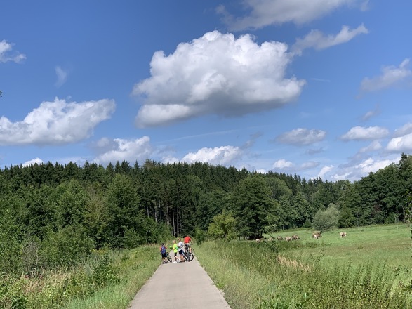 Radweg mit Blick auf Kühe