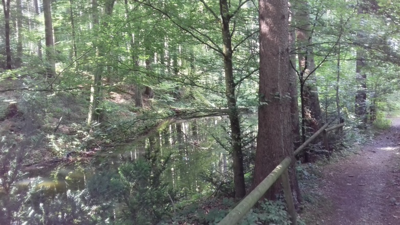 Weiher im Bannwald