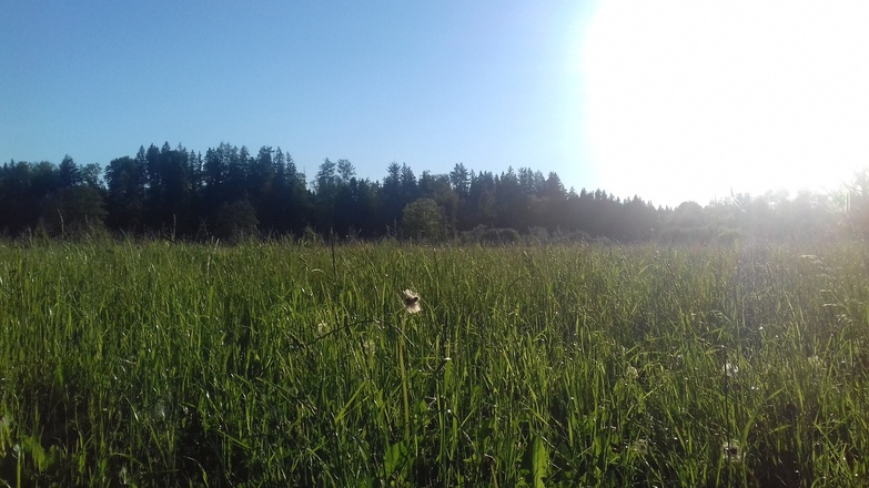 Wiese im Günztal