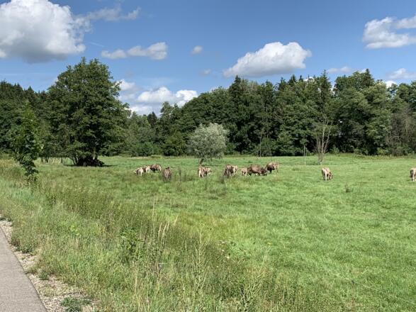 Kuhweide im Günztal