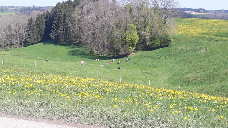 Wiesenlandschaft mit Kühen