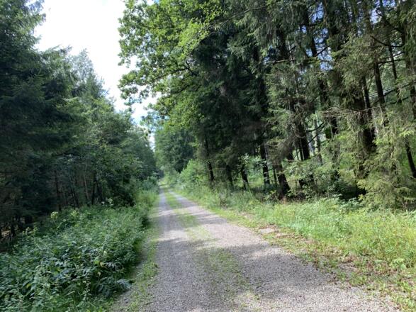 Kurzes Stück auf dem Feldweg im Ungerhauser Wald