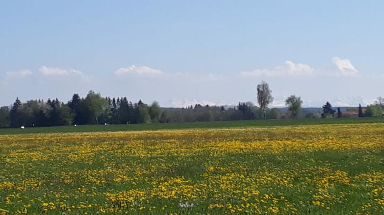 Wiesenlandschaft mit Bergpanorama zwischen Guggenberg und Ollarzried