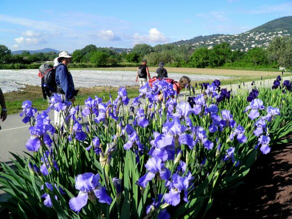 Pilgern - die Flora geniessen