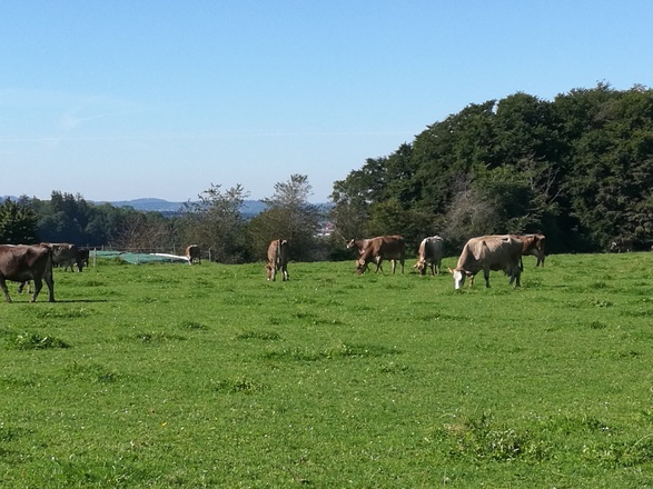 Kühe auf der Weide