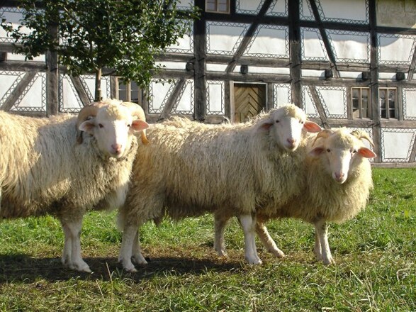 &quot;Alte Haustierrassen&quot; im Bauernhofmuseum Illerbeuren