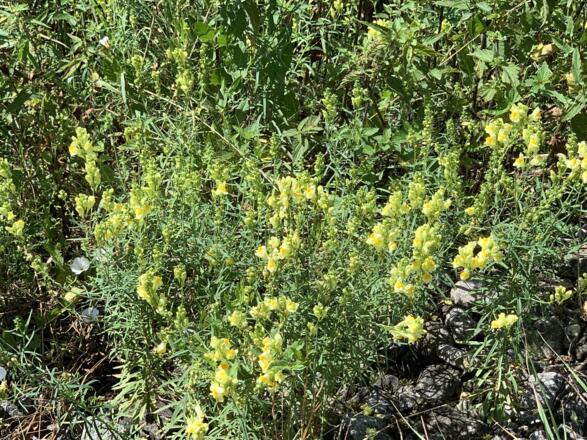 Blumen am Wegesrand
