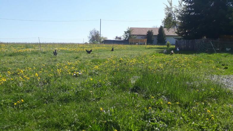 Dassberg Garten mit Hühnern