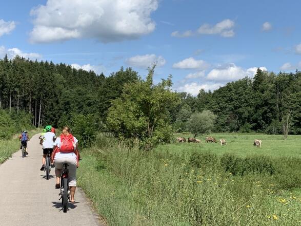 Radler Richtung Westerheim an einer Kuhweide vorbei