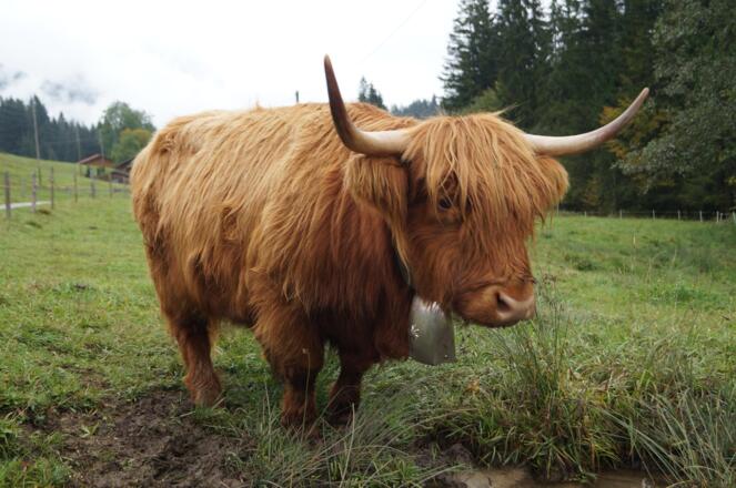 Im Ostertal gibt es prächtige Sichtungen