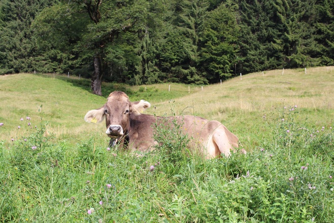 allgäuer Braunvieh