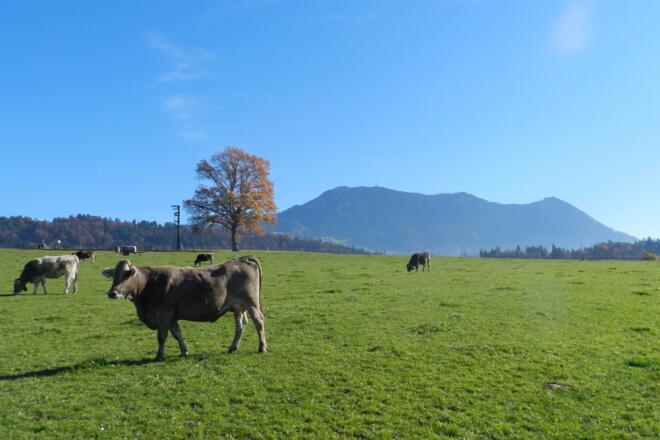 Grünten im Hintergrund, zwischen Freidorf und Untermaiselstein