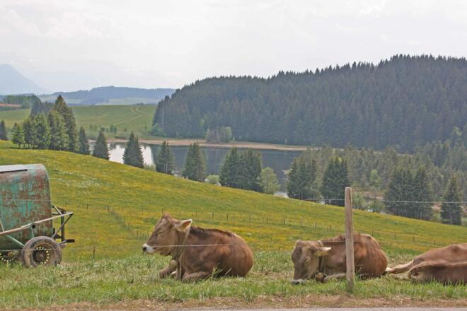 Eschacher Weiher