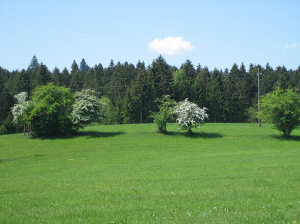 Schöner Mischwald bei Rohr