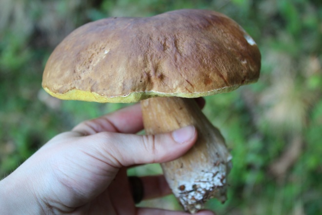 Steinpilze