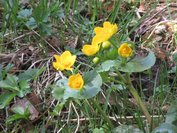 zwischen Frühling ....