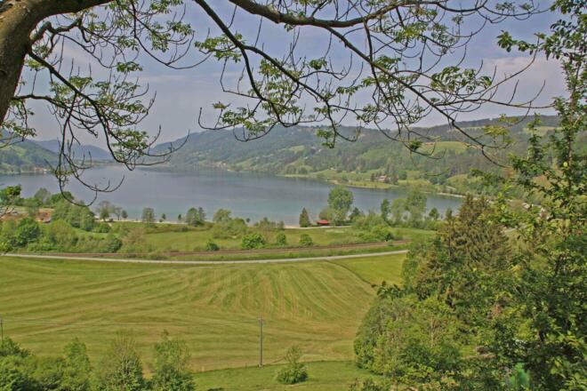 Blick auf den Alpsee