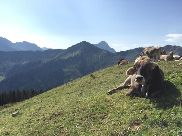 Blick zum Walmendingerhorn