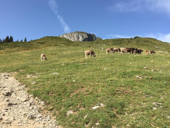 Auf zum Hahnenköpfle!