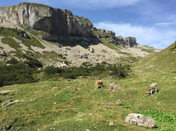 Felswände des Hohen Ifen