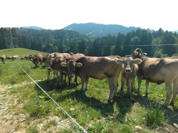 Kühe