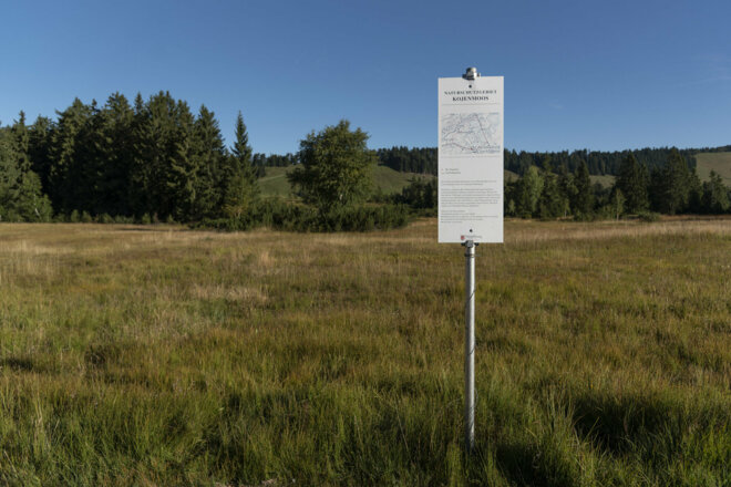 Kojenmoos (c) Martin Vogel