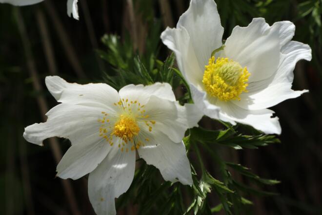Bacher Loch, Anemone, Zustieg Waltenbergerhaus