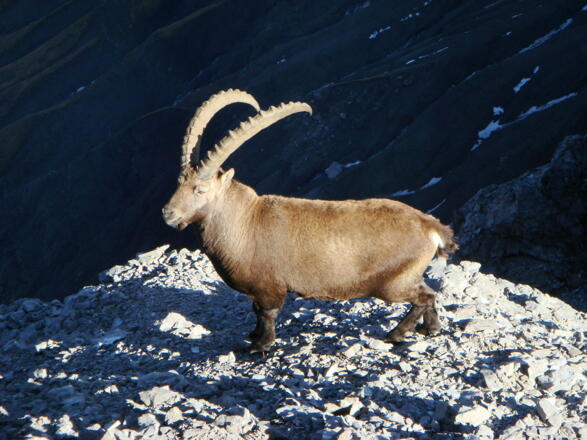 Steinbock an der Mädelegabel