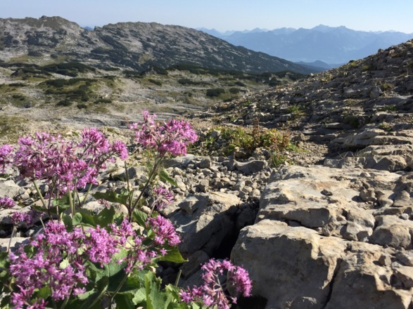 Botanik am Gottesackerplateau