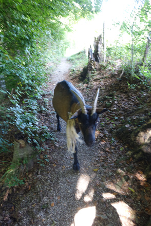 Unerwarteter Wegkreuzer