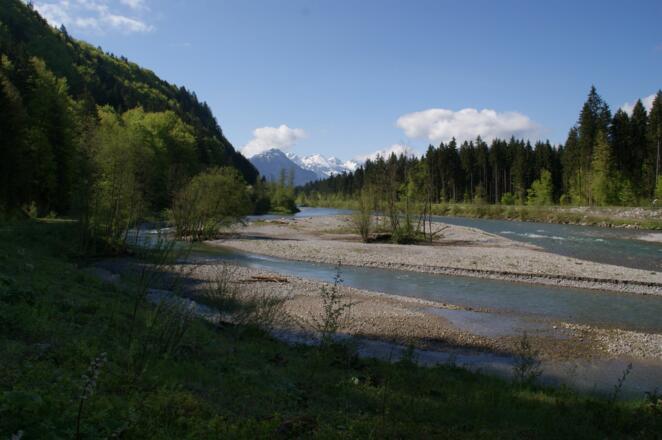 Die Iller, am südlichen Ende des Auwaldsees bei Fischen im Allgäu. Im Hintergrund der Allgäuer Hauptkamm