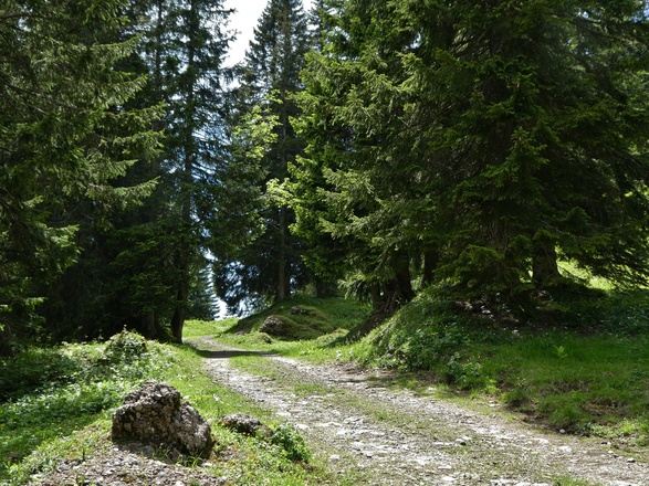 Zwischen Spicherhalde und Stillberg