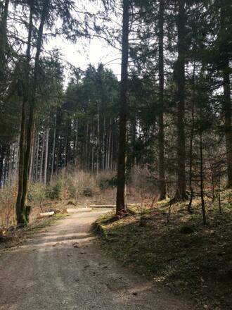 Waldweg