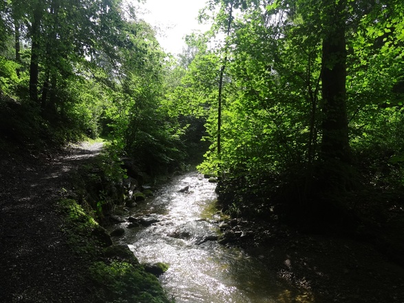 Der Pfad führt idyllisch durch den Wald
