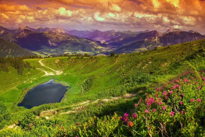 Alpenrosen am Wertacher Hörnle