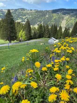 Löwenzahnwiese mit Aussicht