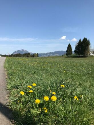 Löwenzahn am Wegesrand