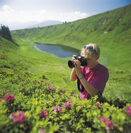 Alpenrose Ende Juni, Anfang Juli Blütezeit