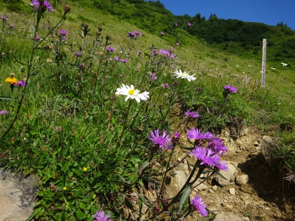 Blumenwiese