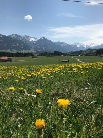 Löwenzahnfrühling im Allgäu