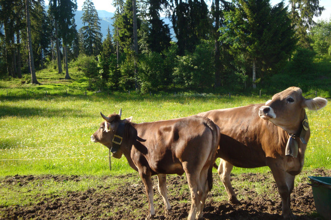 Stets willkommene &quot;Zaungäste&quot; am Wegesrand