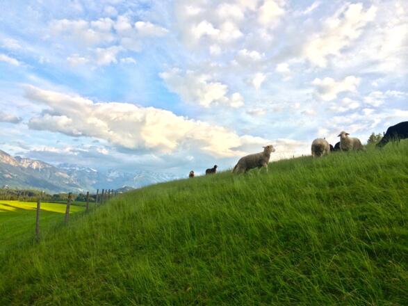 Schafe auf der Wiese bei Schweineberg