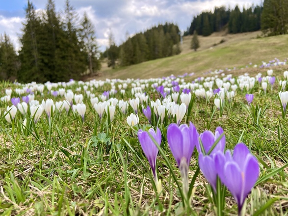 Krokusblüte am Ofterschwanger Horn (meist im April)