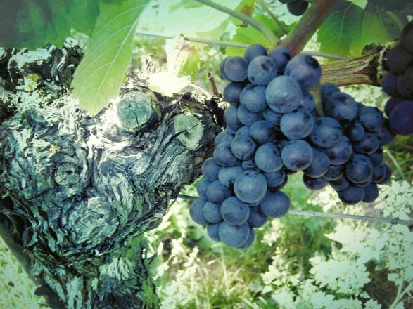 Weingut Hench