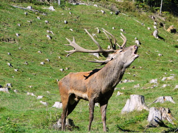 Wildpark Kleefeld