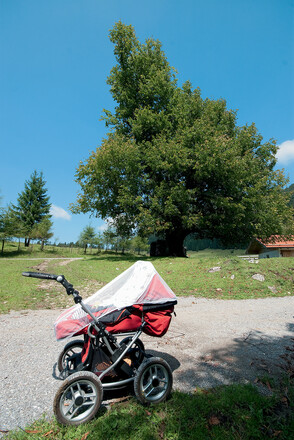 Imponierende Buche vor der Schlipfgrubalm.