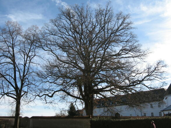 Abtissinneneiche Frauenwörth Fraueninsel