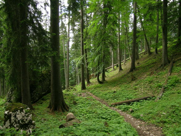 Forstwege  zum Biken