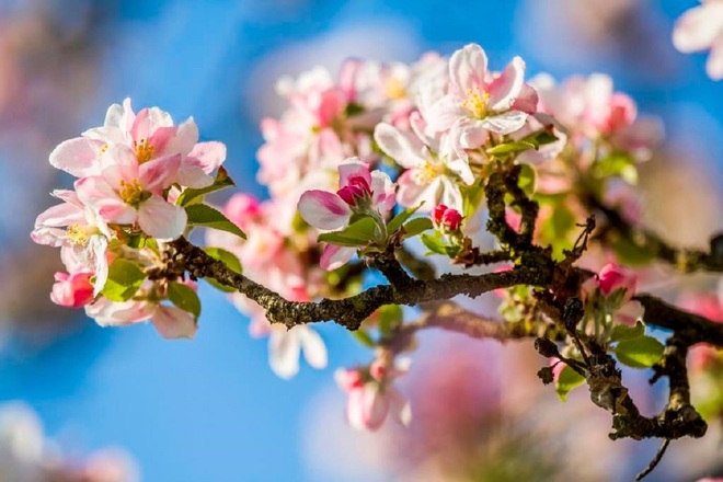 Apfelblüte